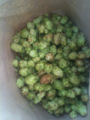 Harvested hop cones